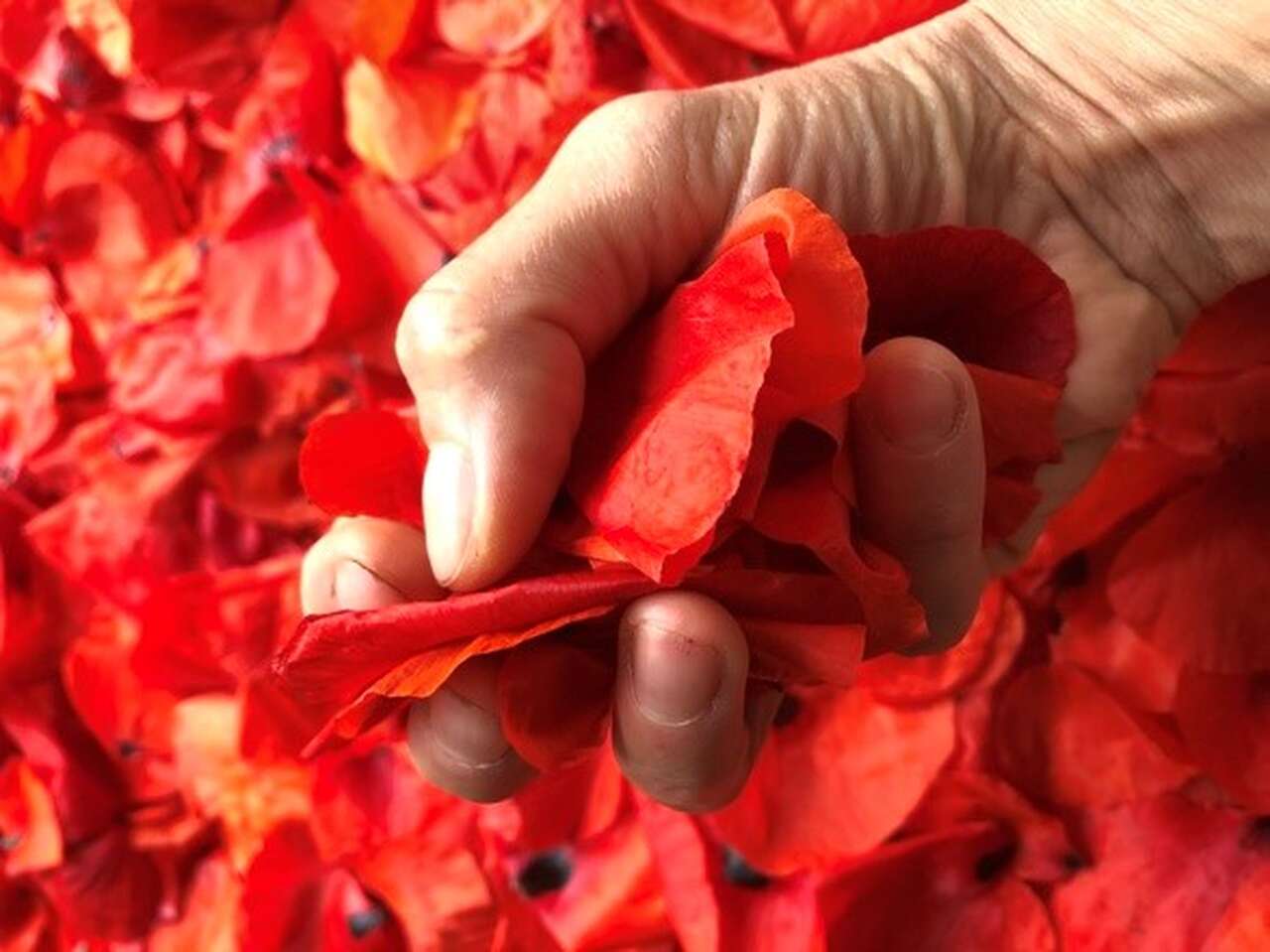 Ceuillette de coquelicots