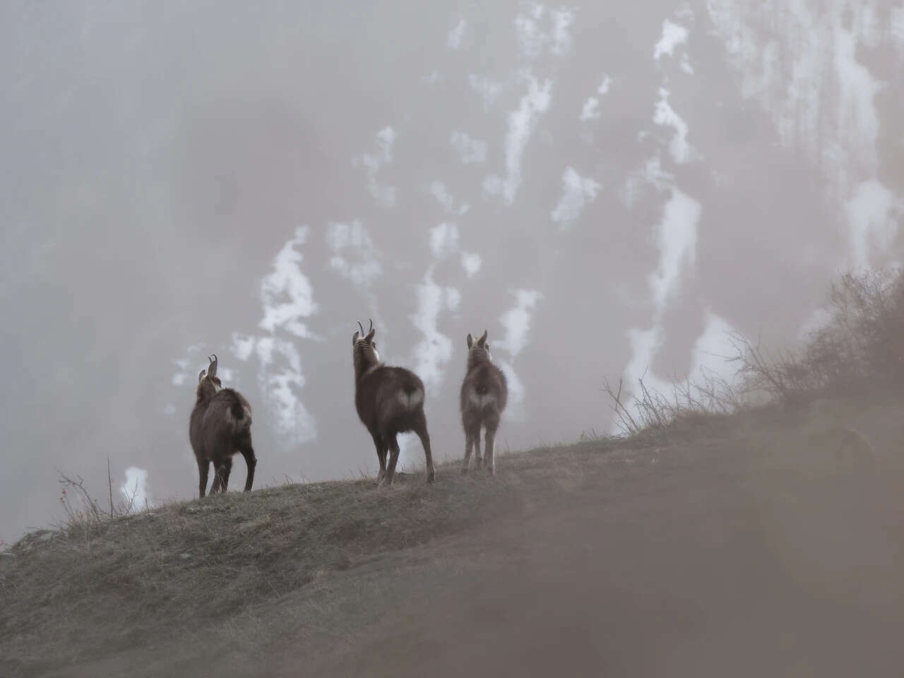 Chamois dans la brume