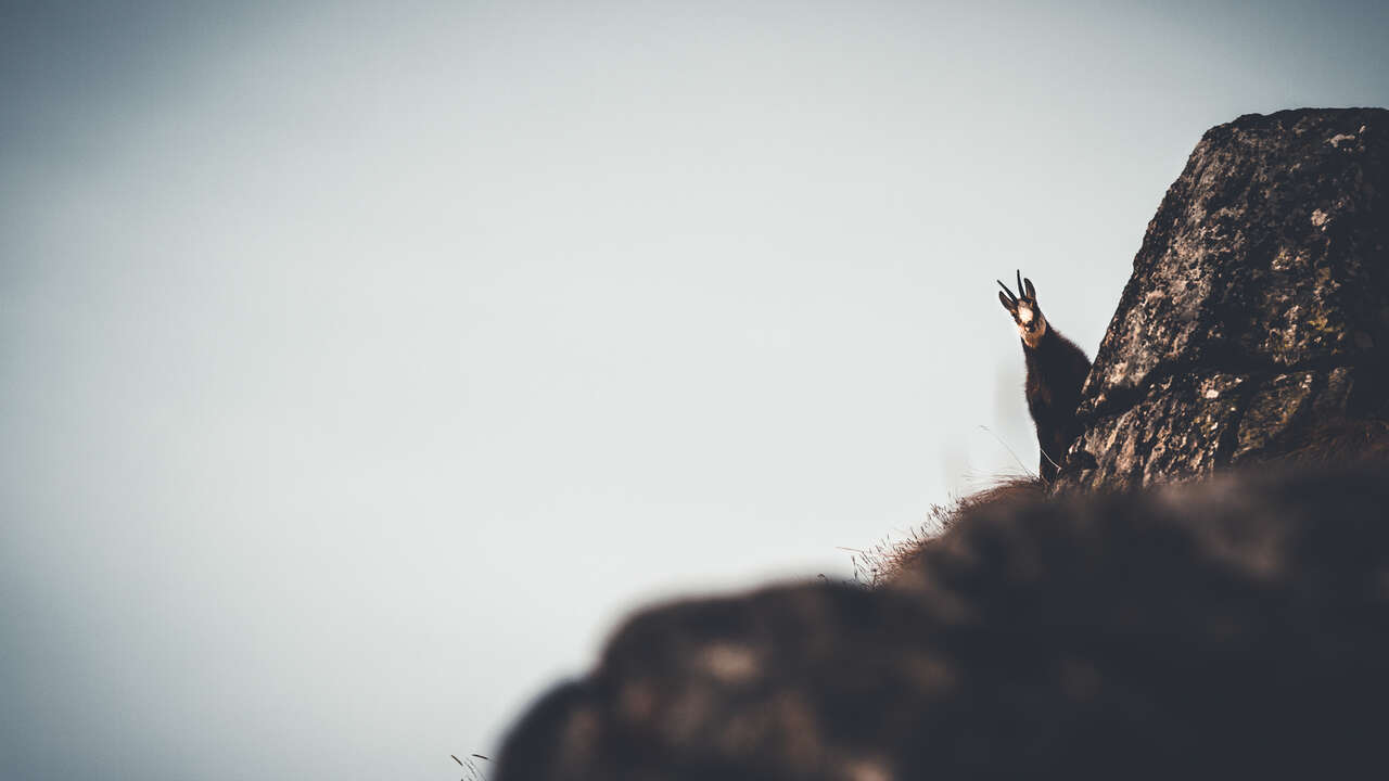 Chamois en montagne