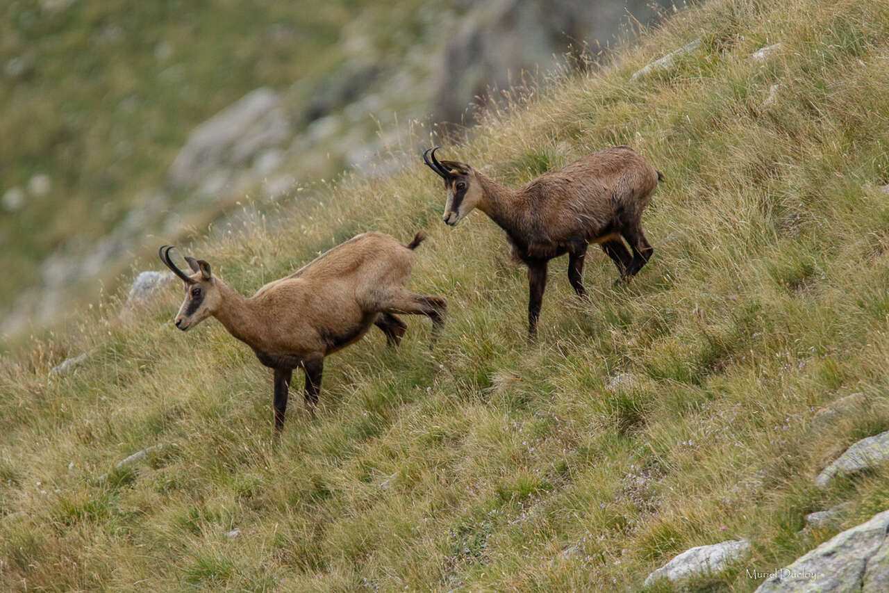 Chamois en montagne