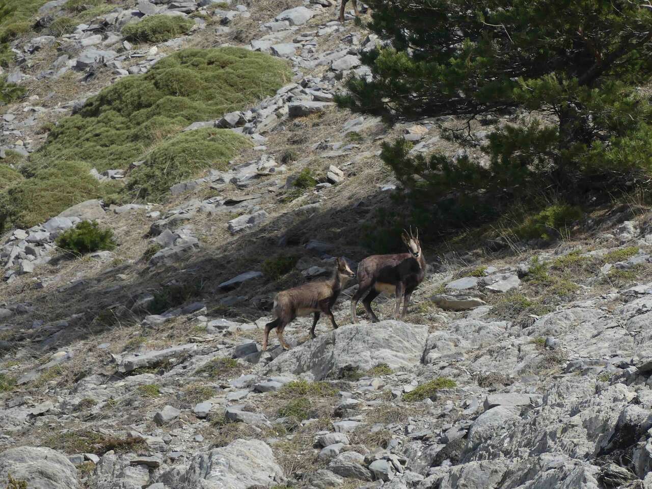 Chamois en montagne