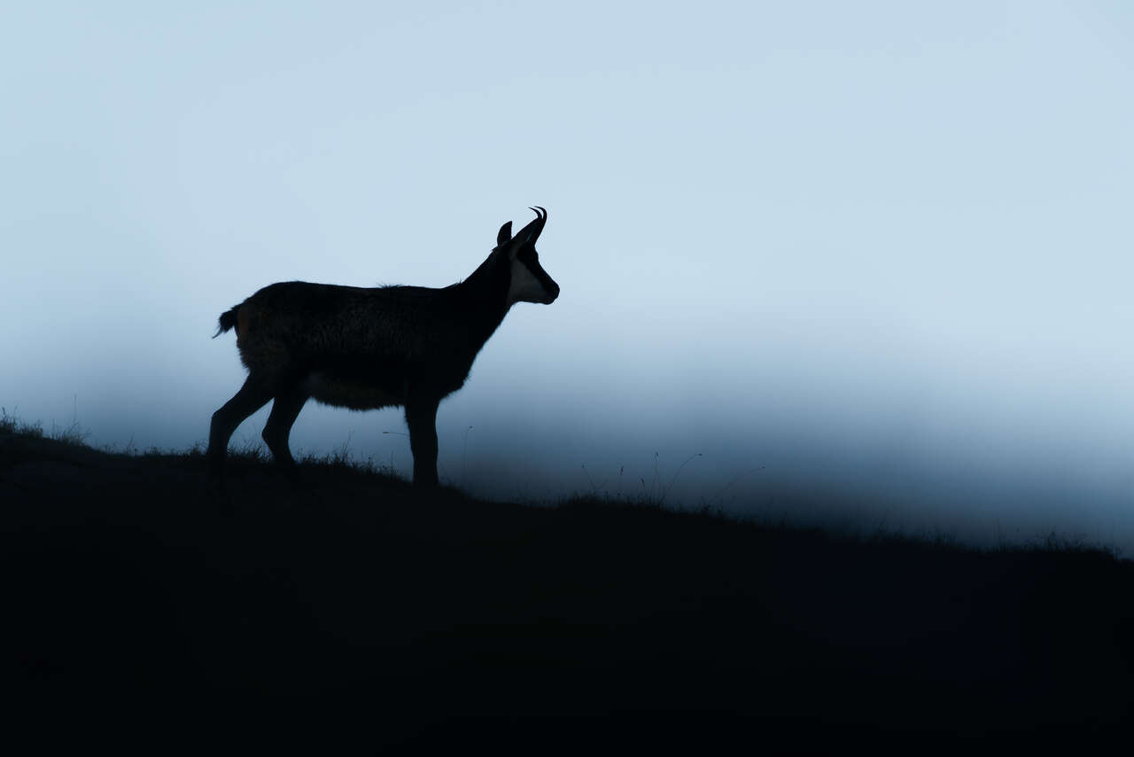 Chamois