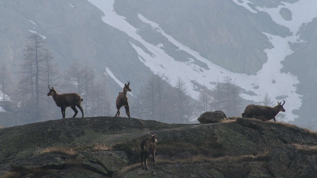 Chamois sur fond de montagne