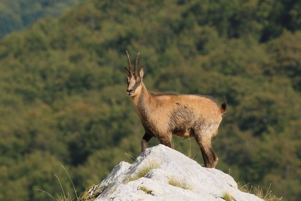 Chamois sur un rocher