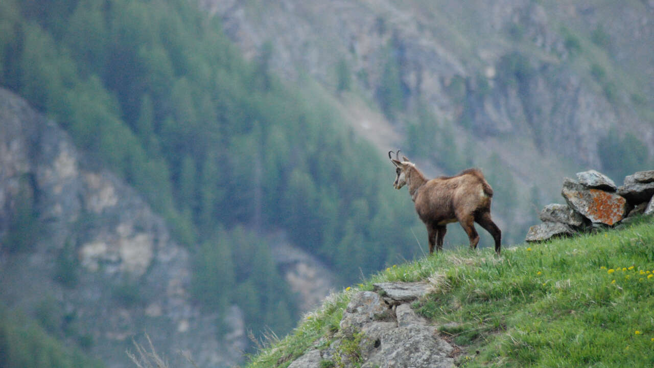 Chamois sur un rocher