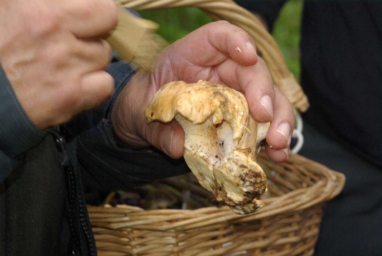 Champignon récolté