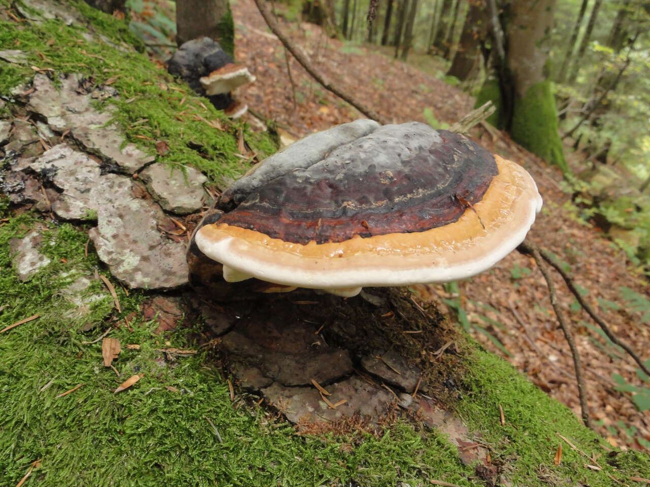 Champignon sur un tron d'arbre