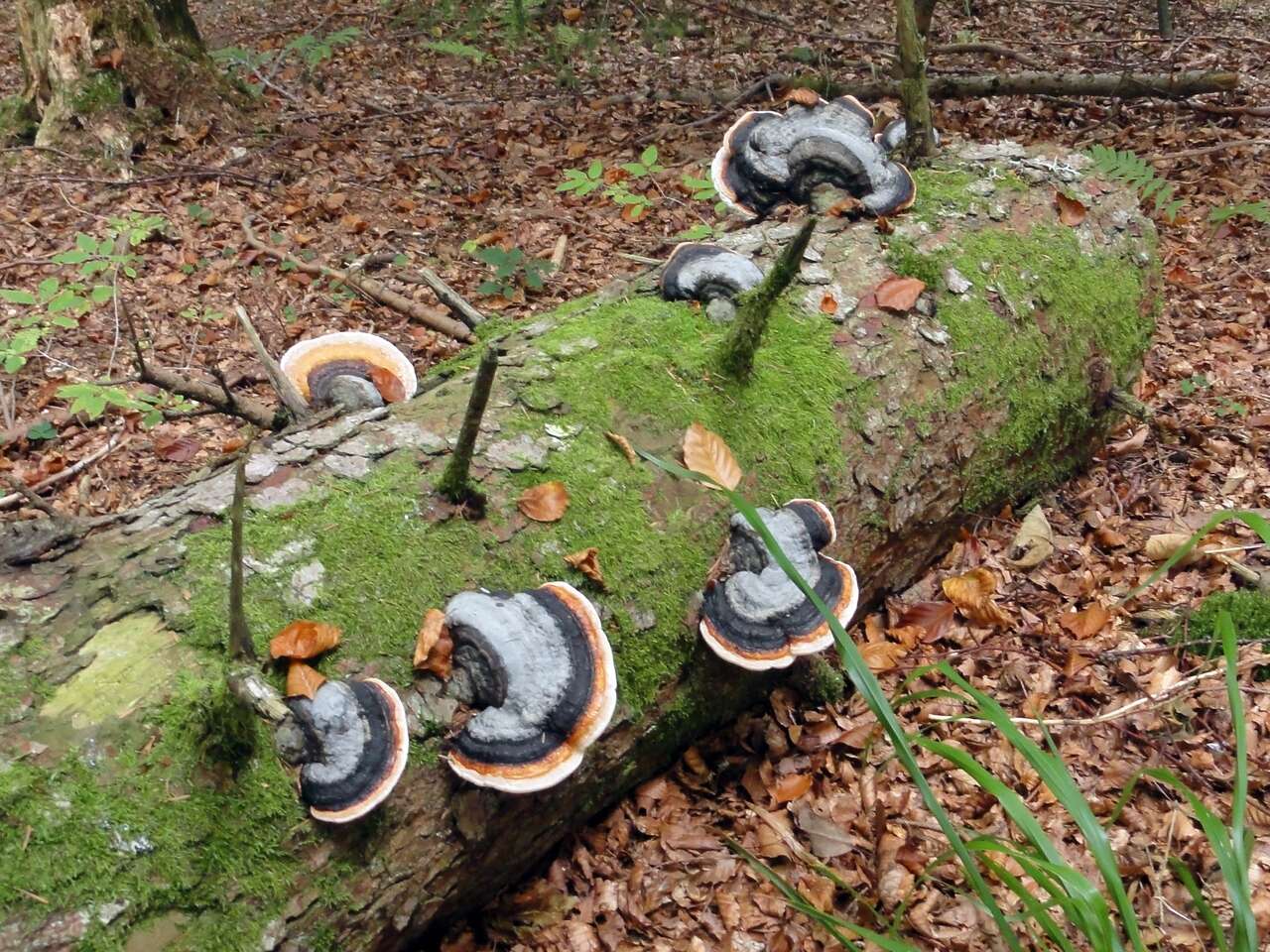 Champignons sur un tron d'arbre