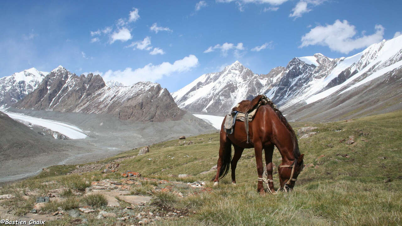 Cheval et paysage de montagne