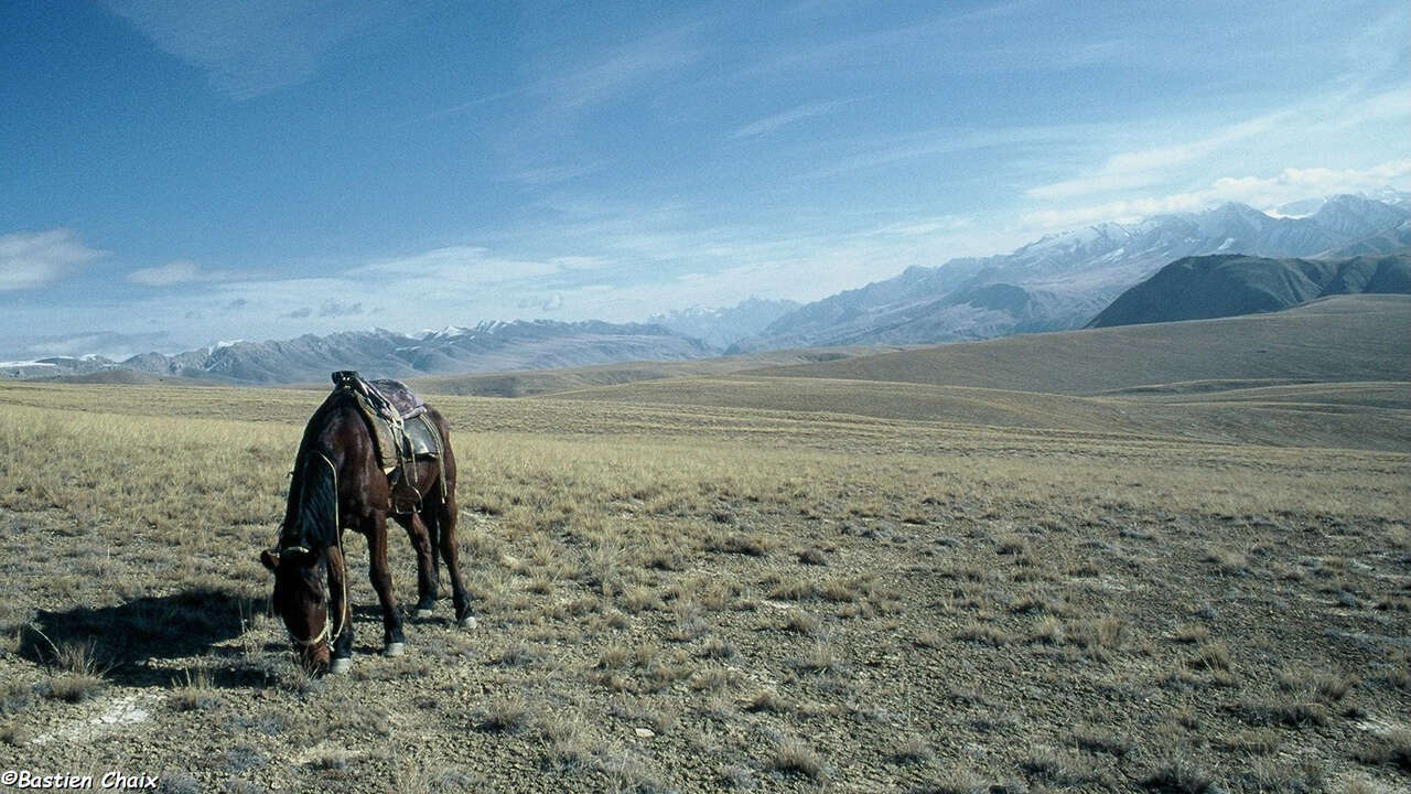 Cheval et paysage de montagne