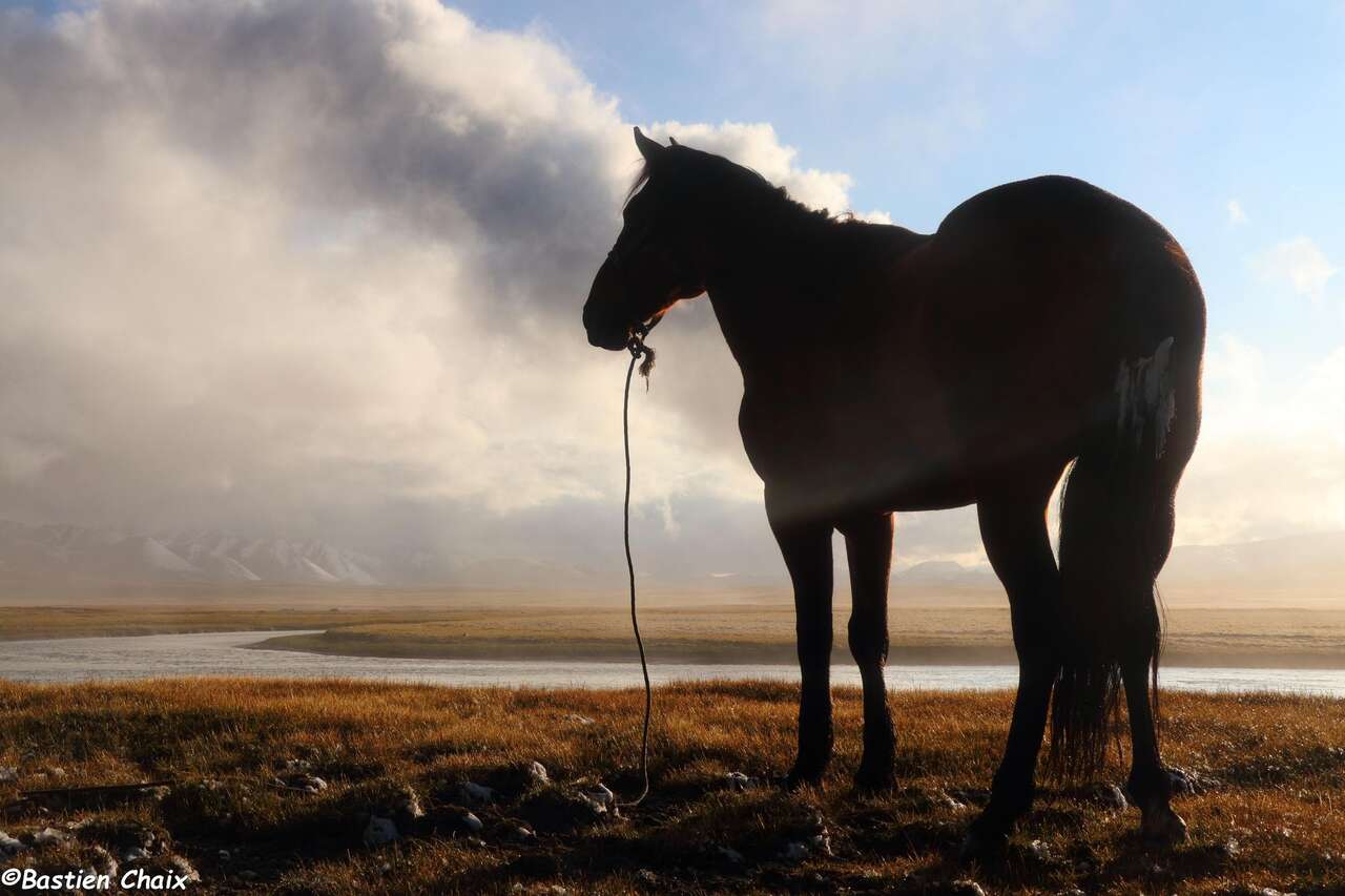 Cheval et paysage de montagne