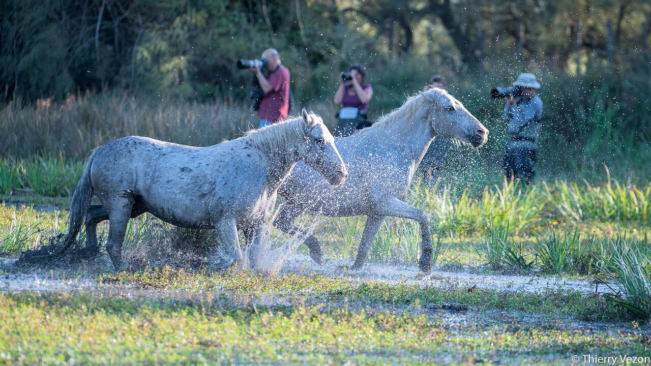 Chevaux de camargue dans l'eau