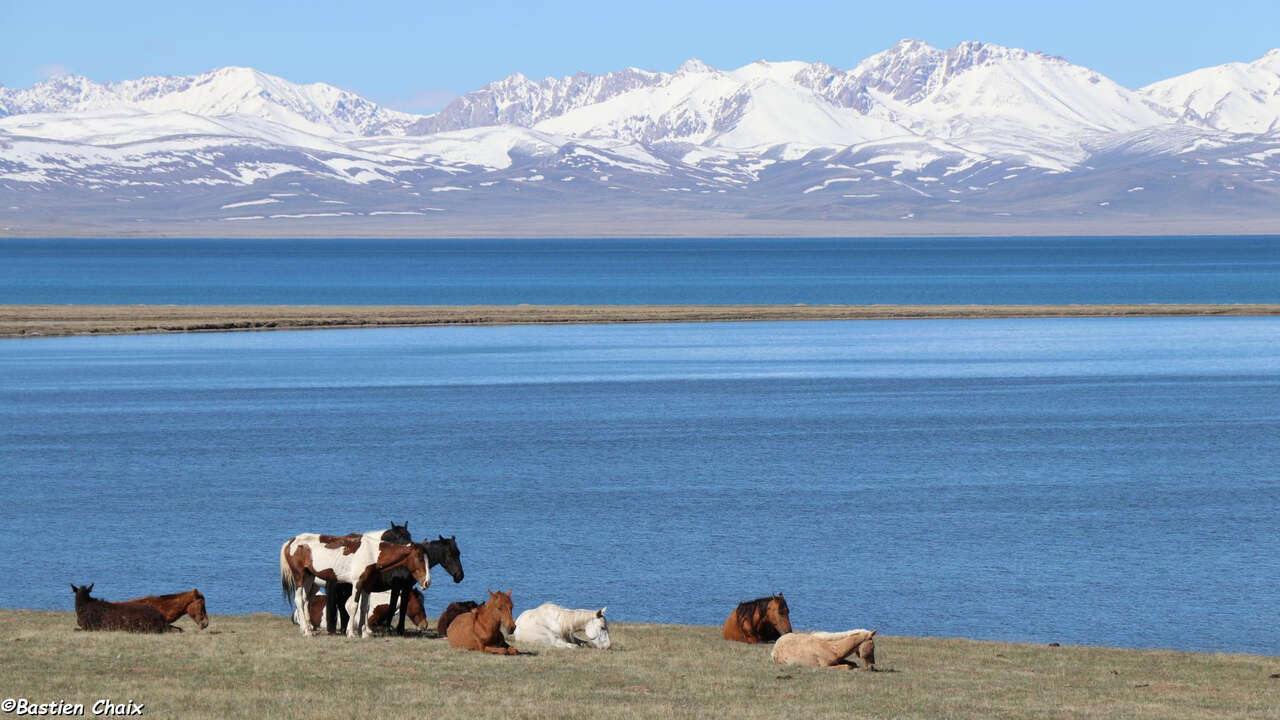 Chevaux devant paysage de montagne