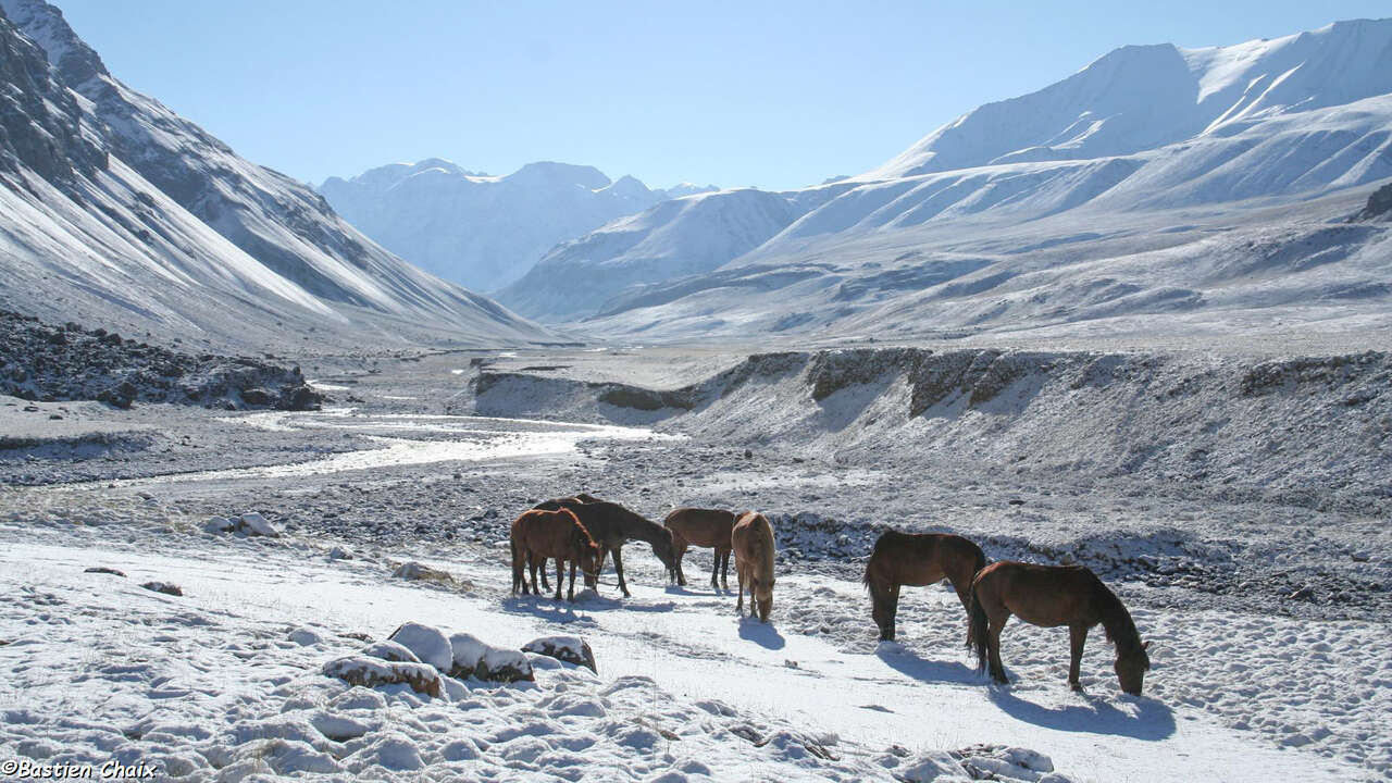 Chevaux et paysage de montagne