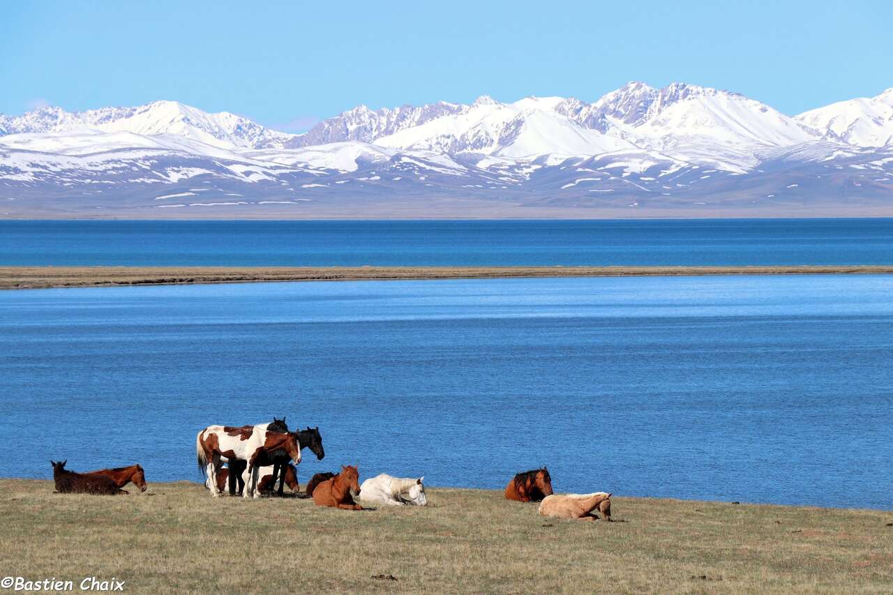 Chevaux et paysage de montagne