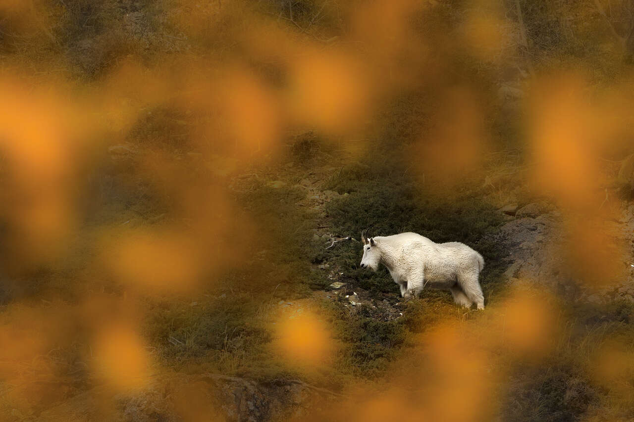 chèvre des montagnes