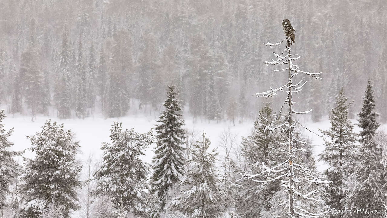 Chouette Lapone sous la neige