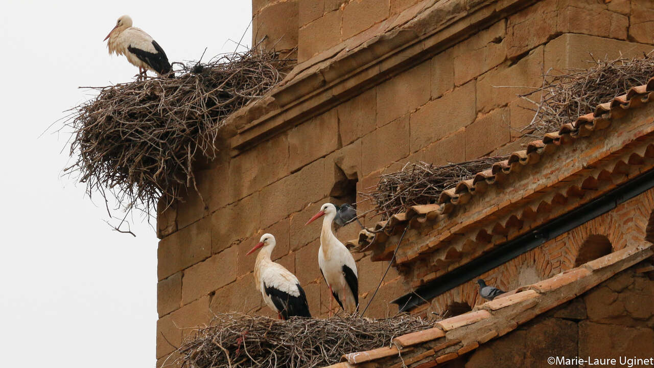 Cigogne noire