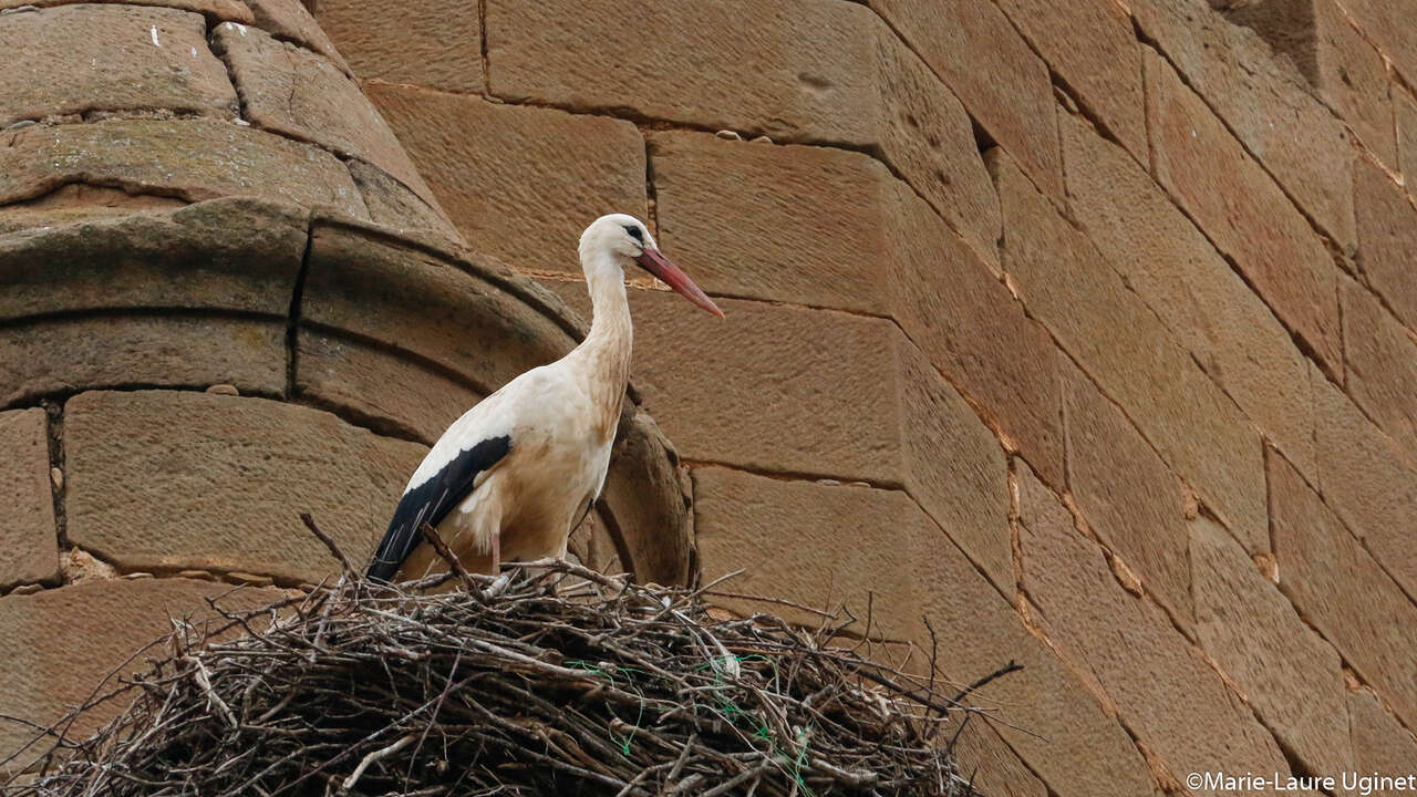 Cigogne noire