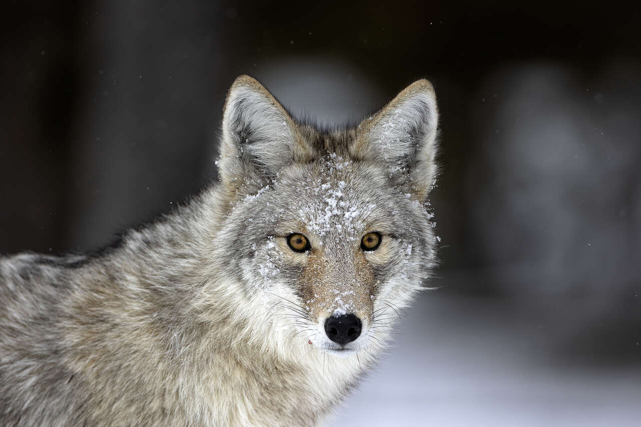 Coyote Yellowstone