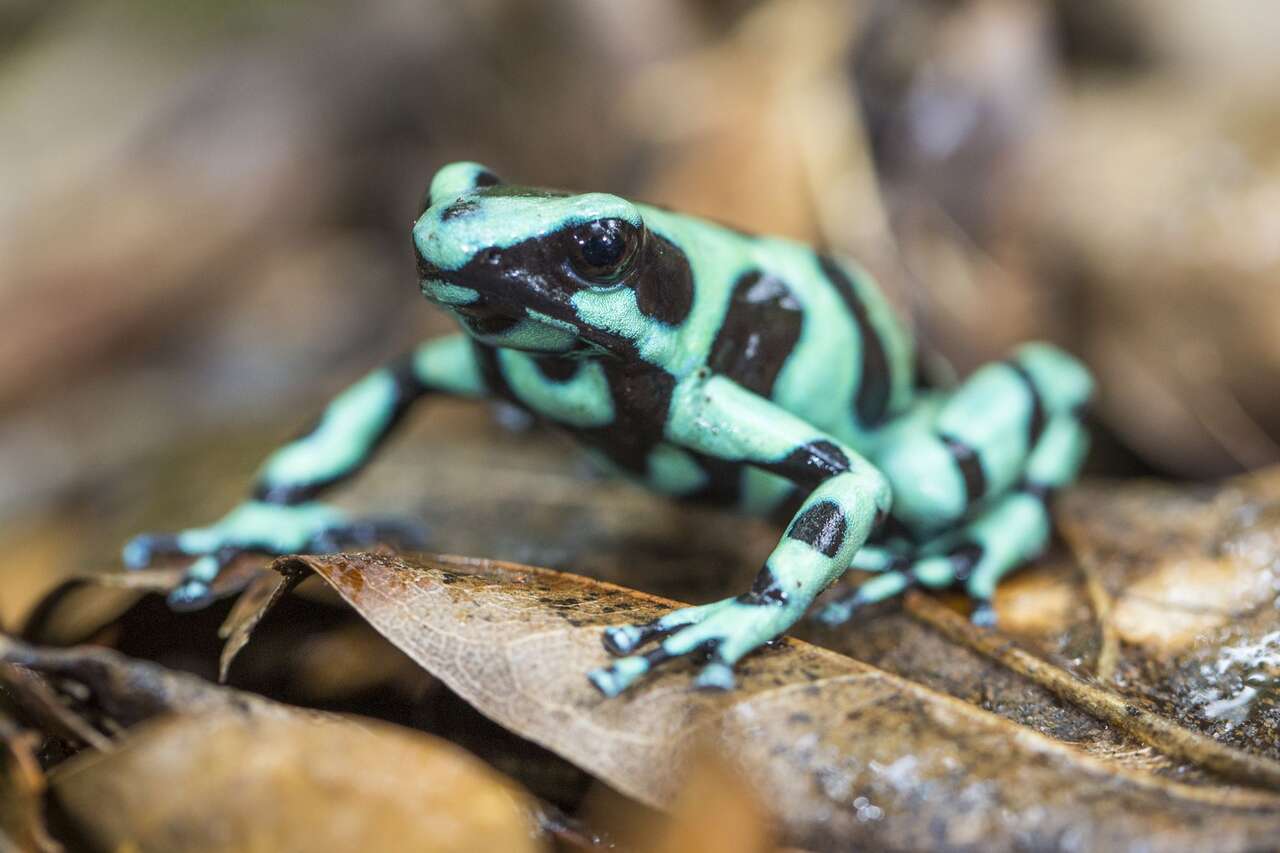 Dendrobate doré