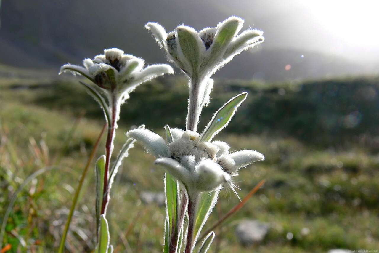 Edelweiss