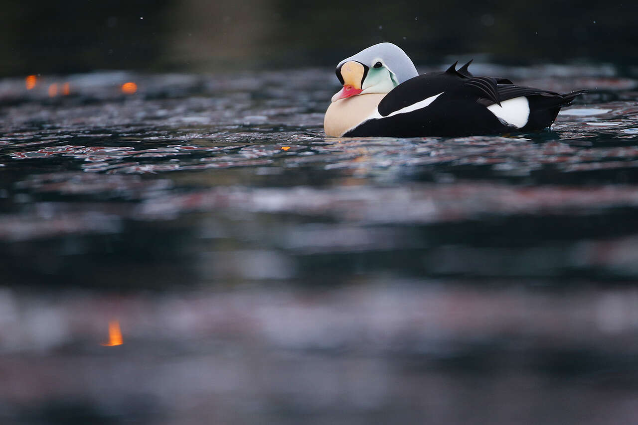 Eider à tête grise