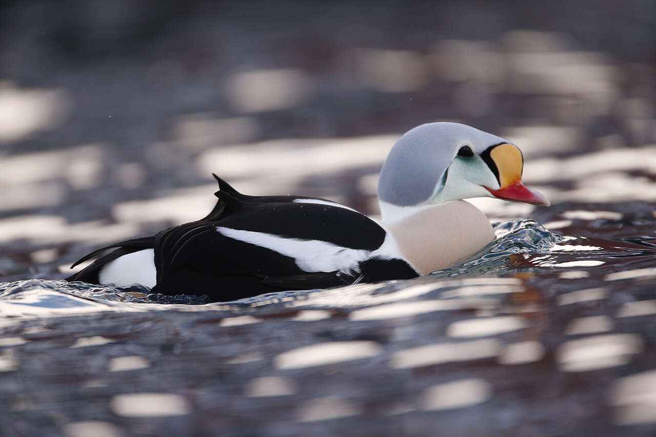 Eider à tête grise