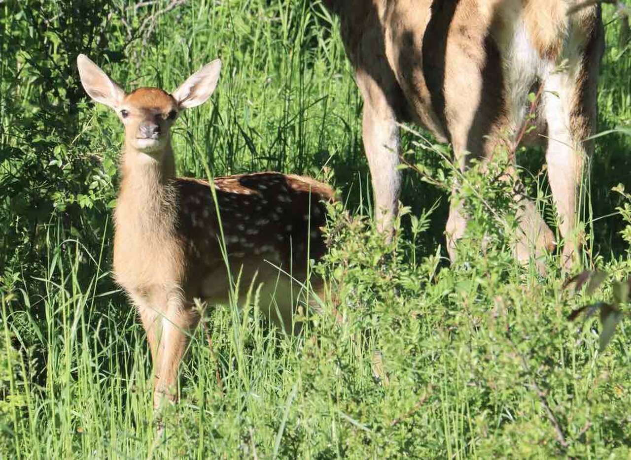 Faon et biche dans l'herbe