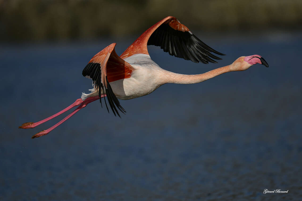 Flamant Rose en plein vol - Camargue