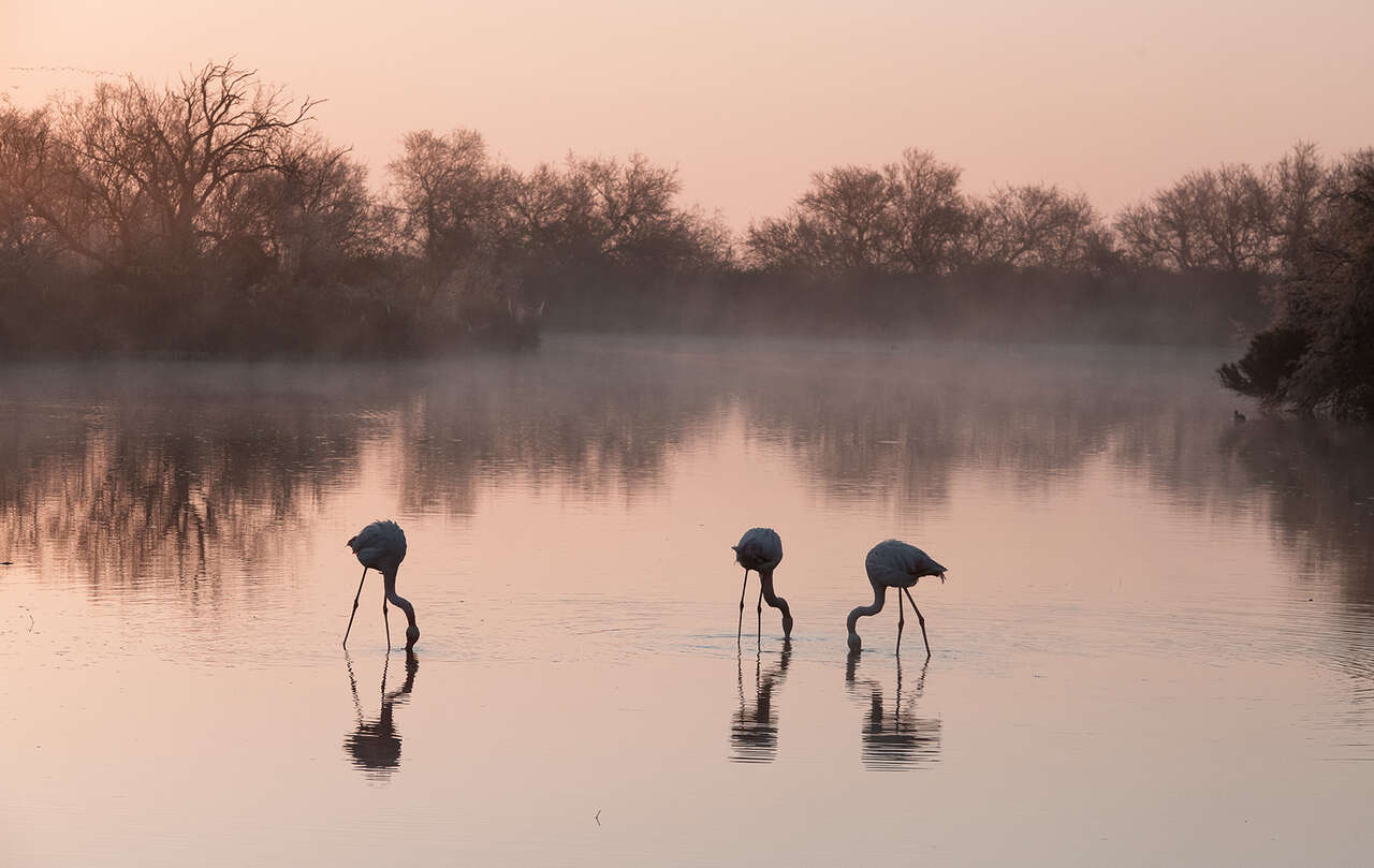 Flamant rose