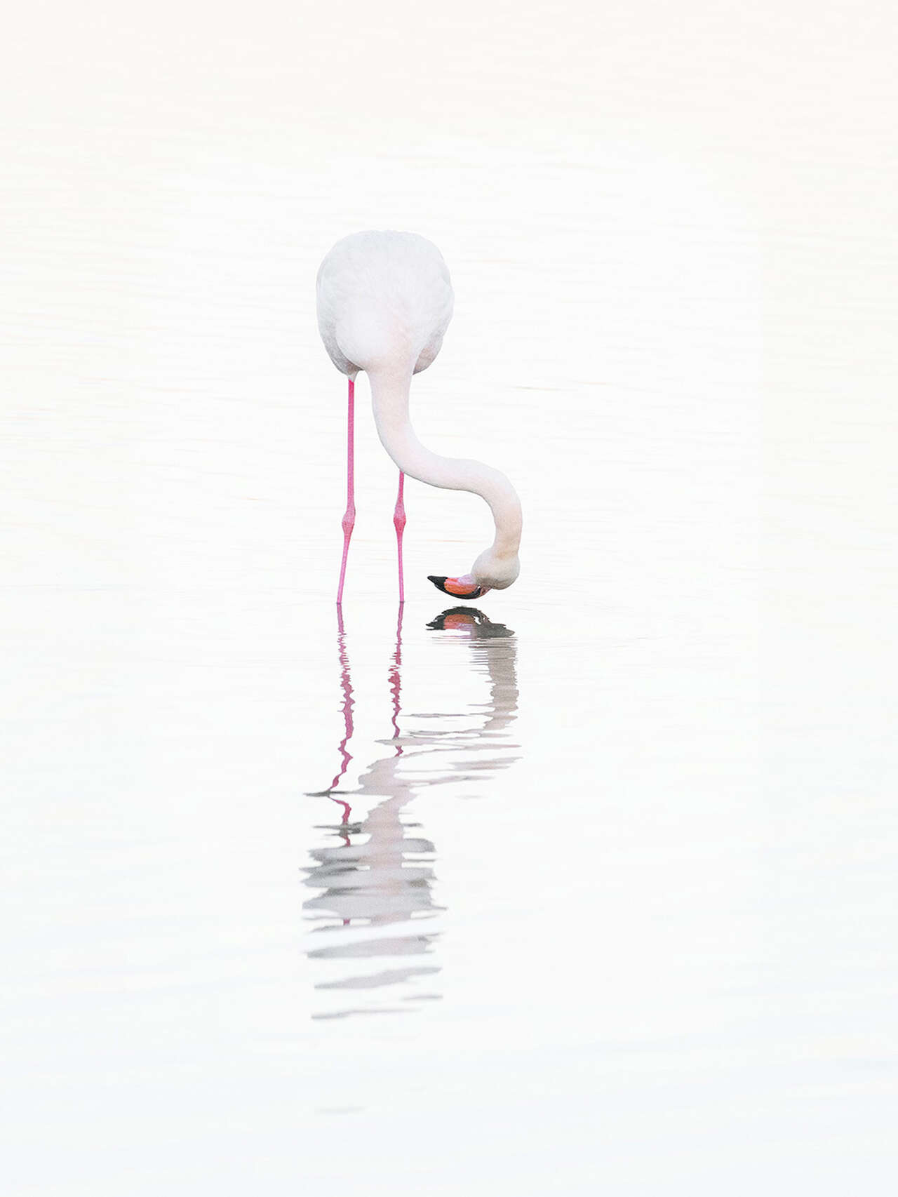 Flamant rose