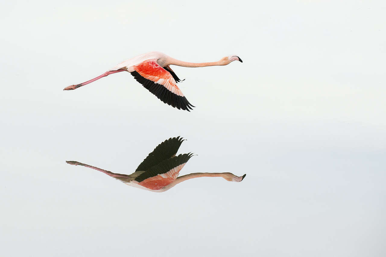 Flamant rose