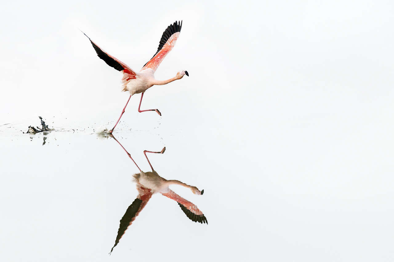 Flamant rose