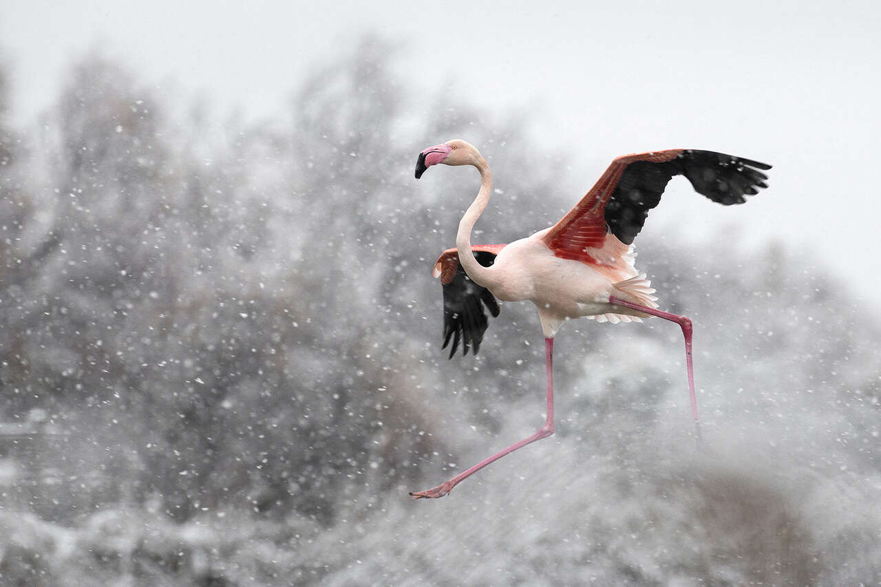 Flamant rose