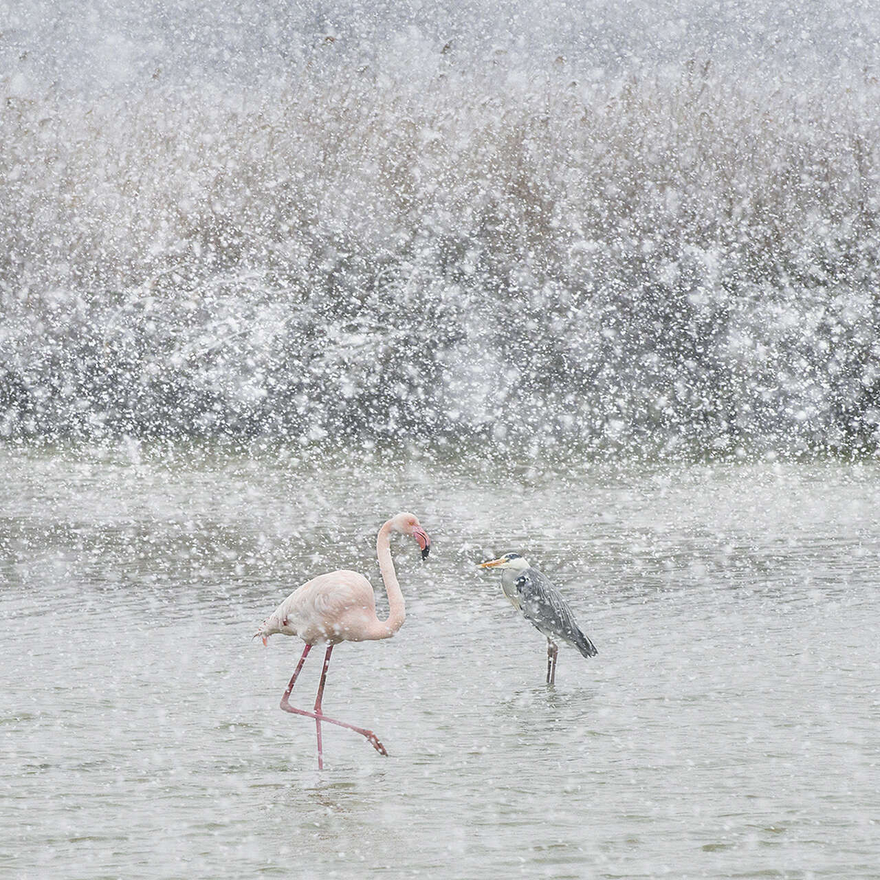 Flamant rose