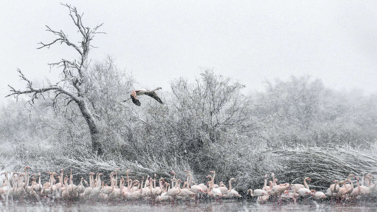 Flamant rose