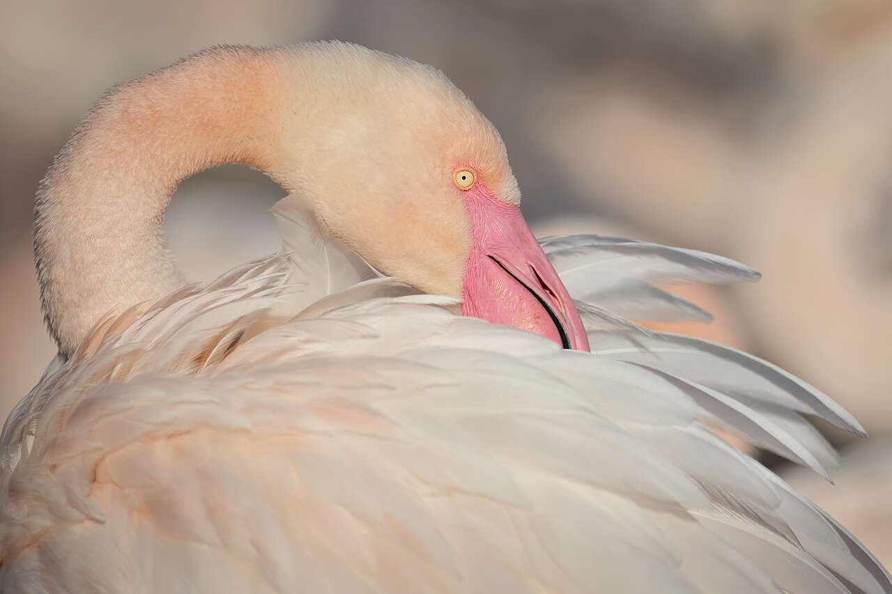 Flamant rose