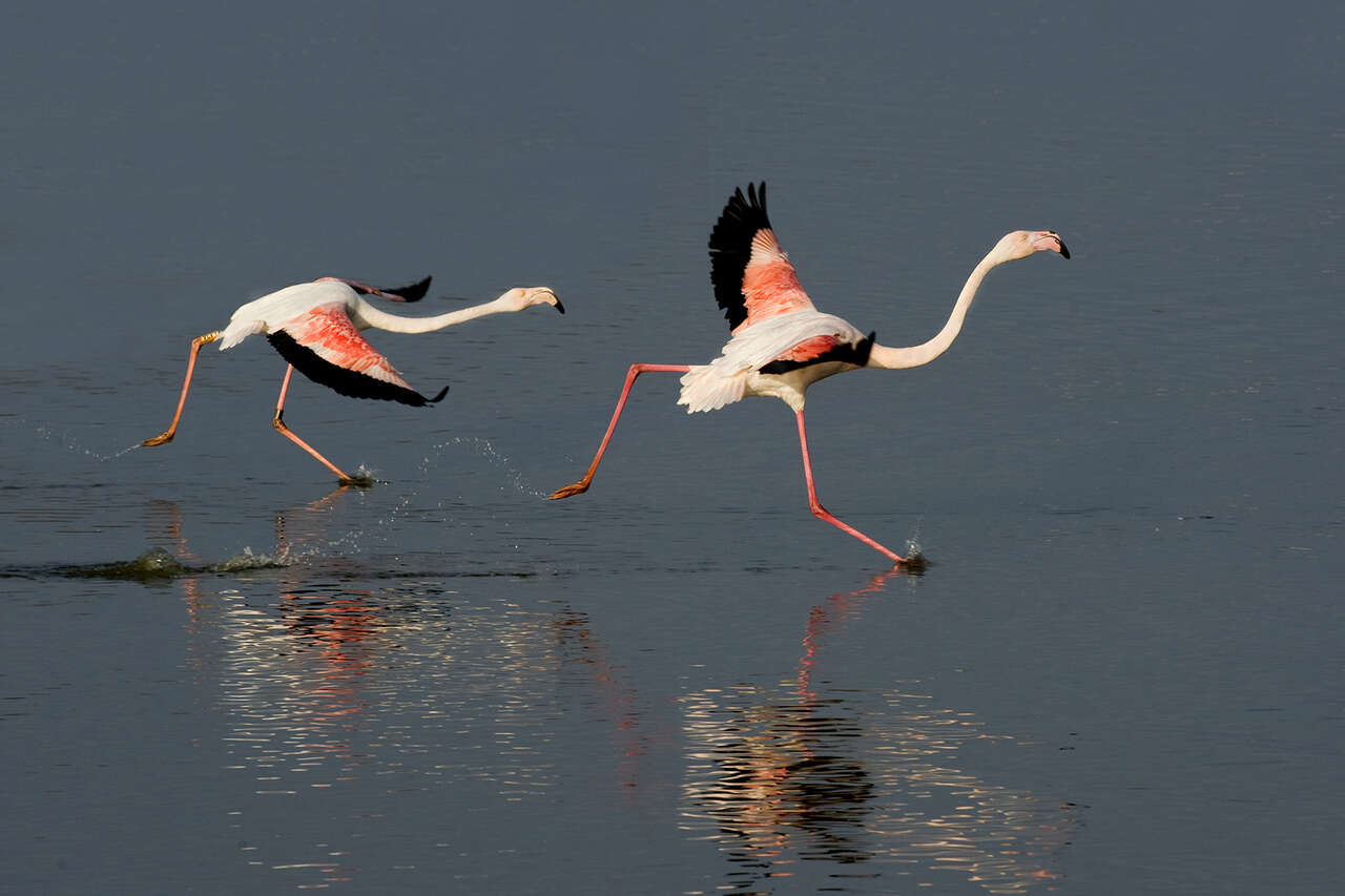 Flamant rose