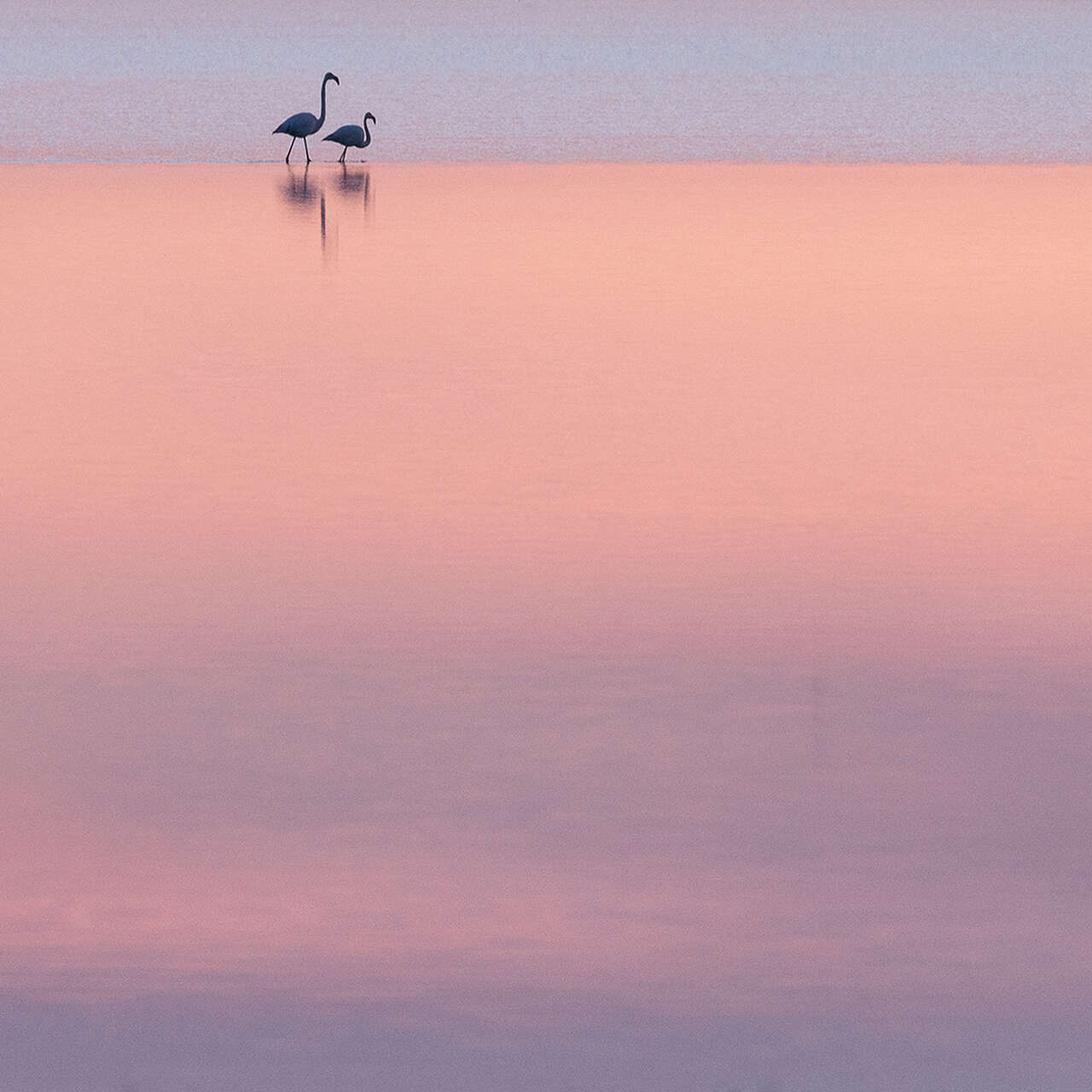 Flamant rose