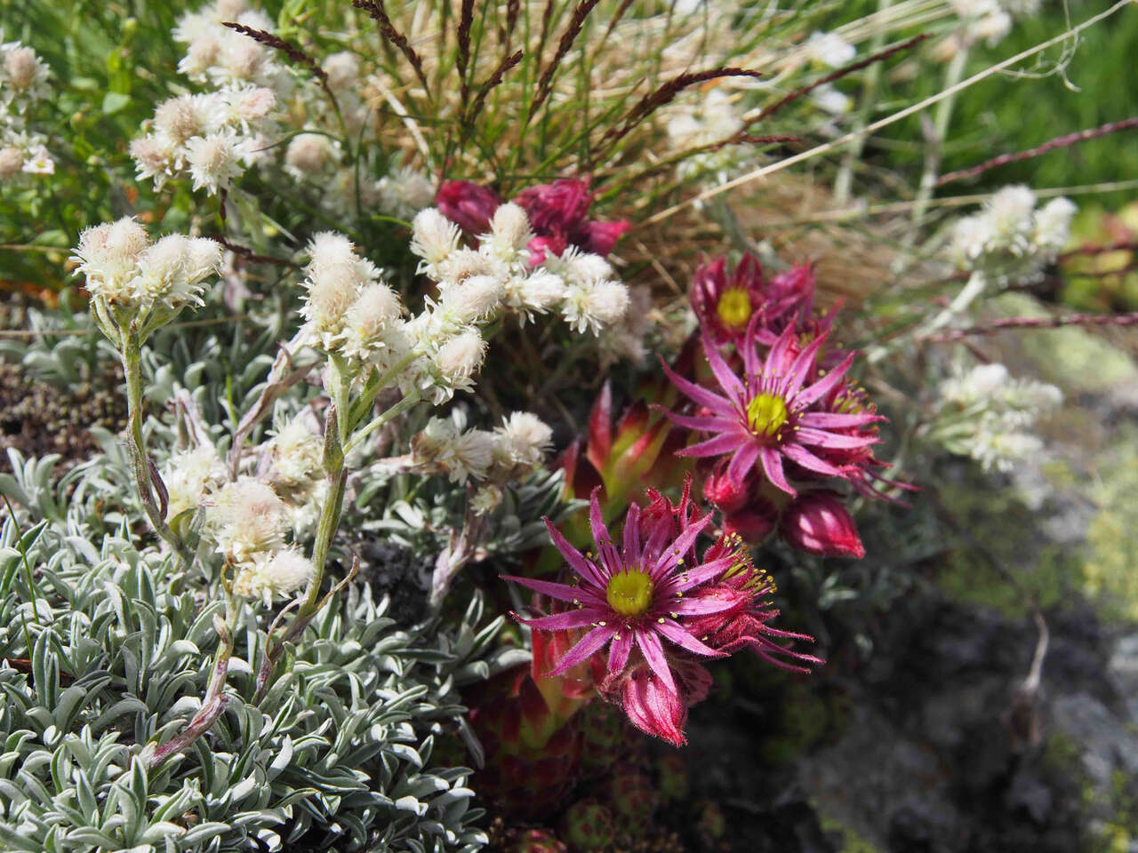 Fleur de montagne