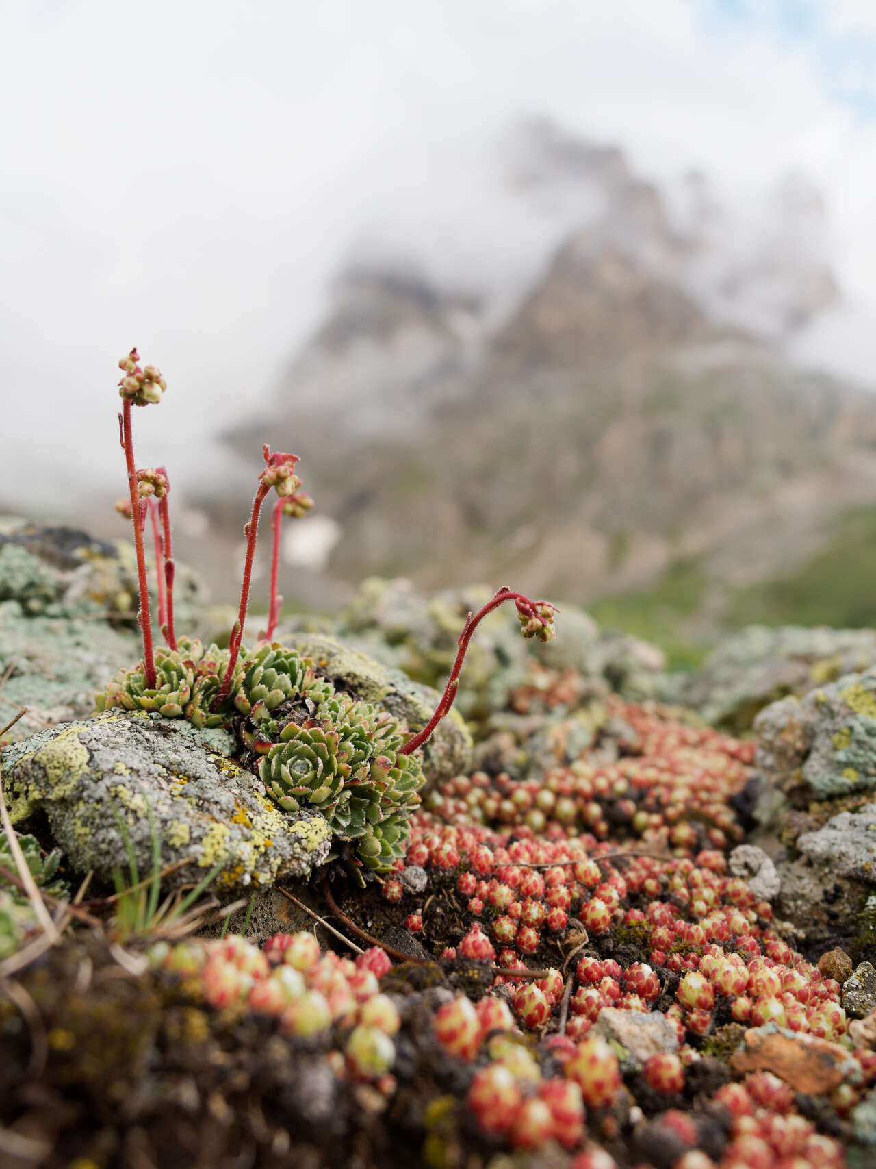 Flore Massif des Ecrins au printemps