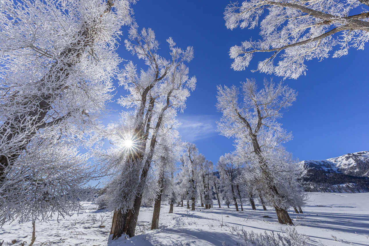 Forêt et arbres gelés