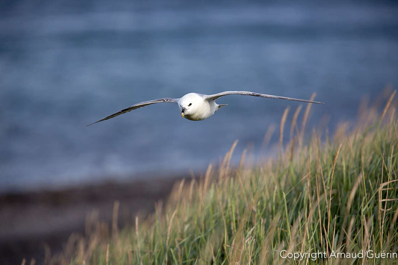 Fulmar boréal au bord d'une falaise