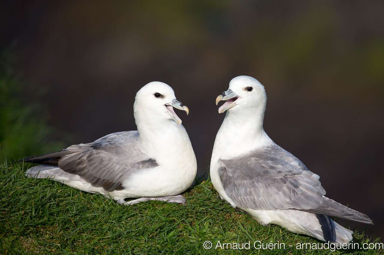 Fulmar boréal au bord d'une falaise