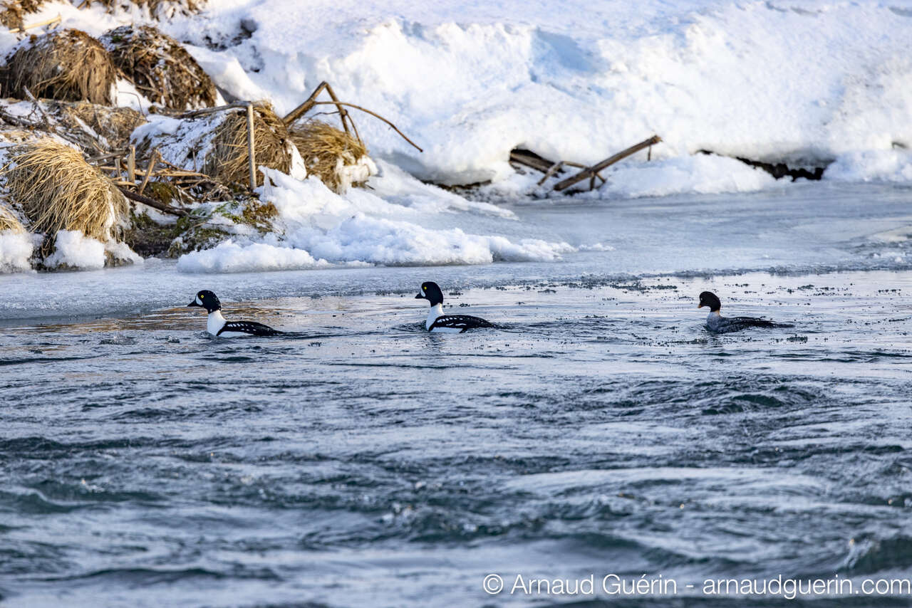 Garrot d'Islande