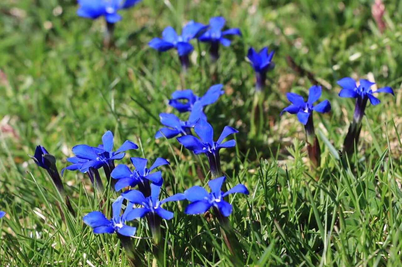 Gentiane en fleur