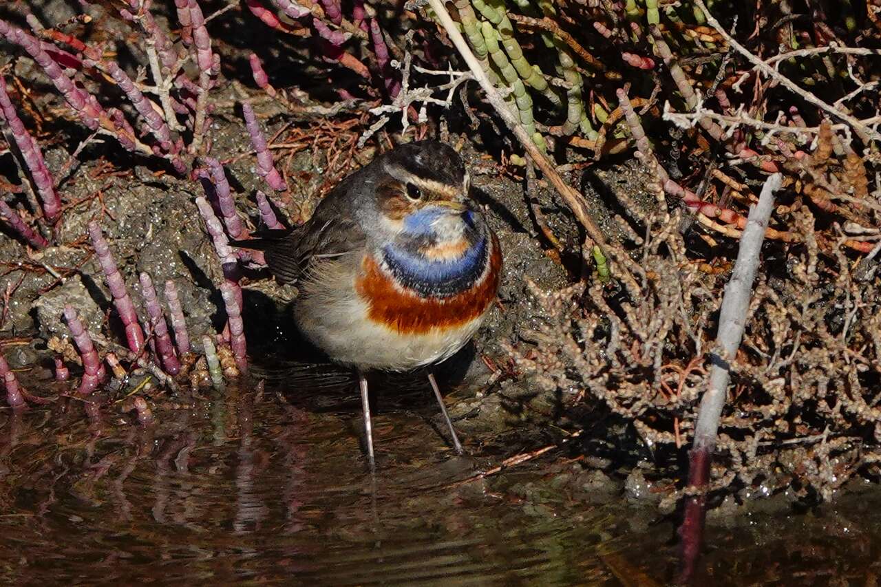 Gorge bleue à miroir