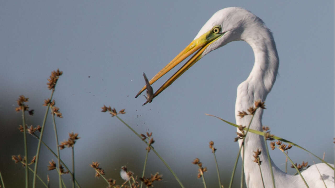 Grande aigrette