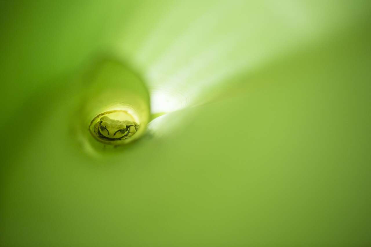 Grenouille dans une feuille